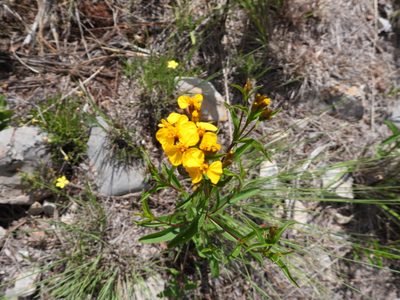 Tagetes lucida, photographed by Leticia Jiménez Hernández