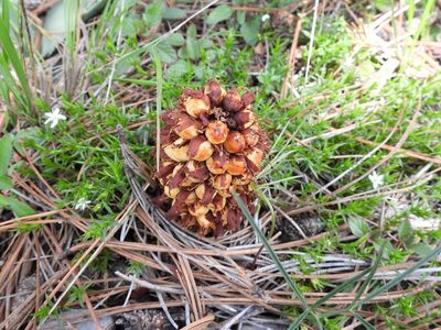 Conopholis alpina, photographed by Leticia Jiménez Hernández