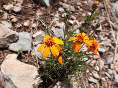 Zinnia juniperifolia, photographed by Leticia Jiménez Hernández
