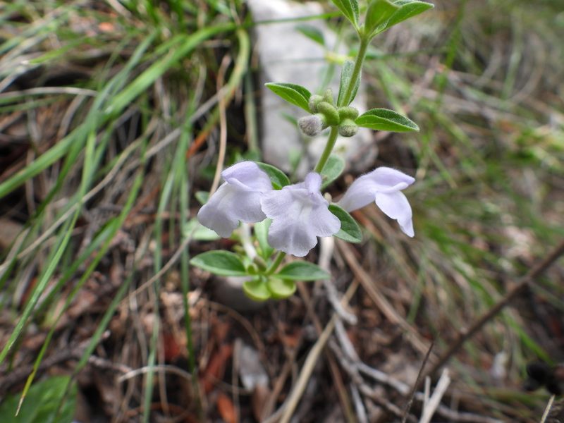 Scutellaria potosina, photographed by Leticia Jiménez Hernández