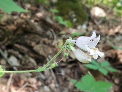 Penstemon canescens, photographed by Tom Field