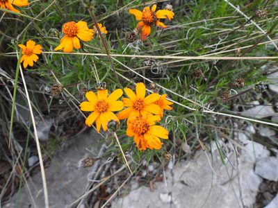 Zinnia juniperifolia, photographed by Leticia Jiménez Hernández
