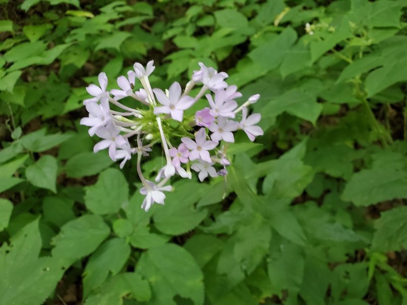 Phlox amplifolia, photographed by Tom Field