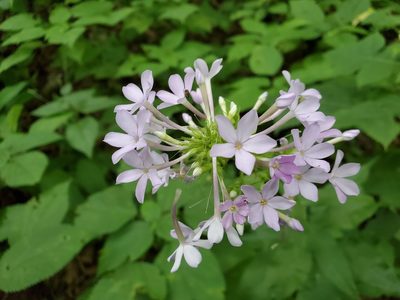 Phlox amplifolia, photographed by Tom Field
