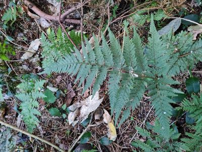 Parapolystichum microsorum, photographed by gnapp