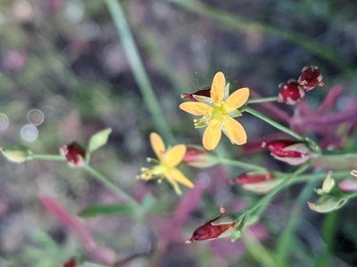 Hypericum canadense, photographed by Benoit Renaud