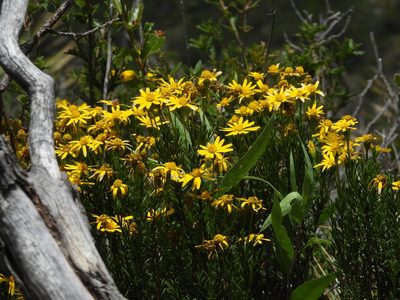 Chrysactinia mexicana, photographed by Leticia Jiménez Hernández