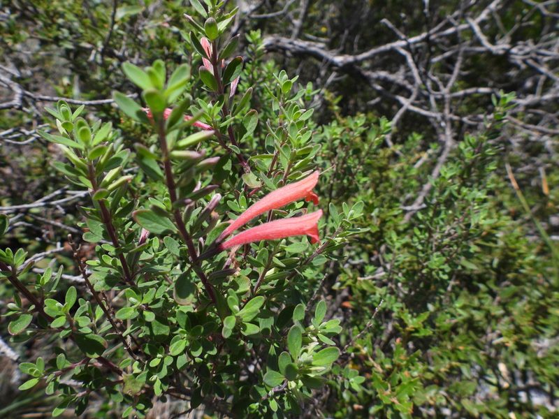 Poliomintha longiflora, photographed by Leticia Jiménez Hernández