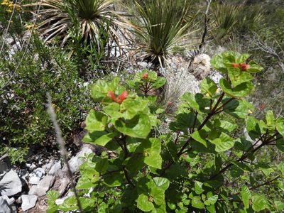 Salvia regla, photographed by Leticia Jiménez Hernández