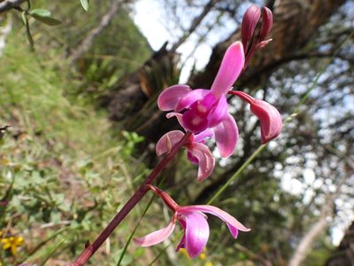 Bletia mexicana, photographed by Leticia Jiménez Hernández