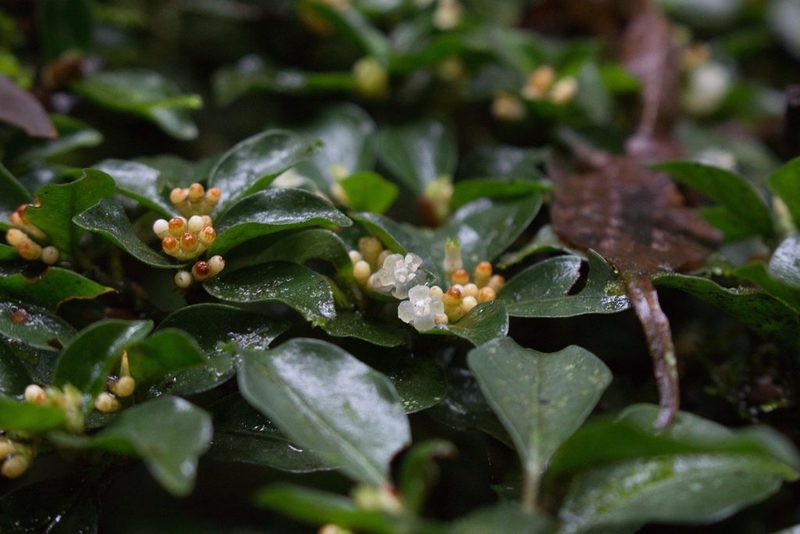 Psychotria parvifolia, photographed by Jake Rehage
