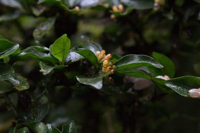 Psychotria parvifolia, photographed by Jake Rehage