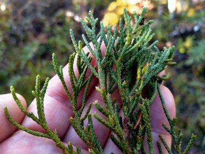 Libocedrus bidwillii, photographed by John Barkla