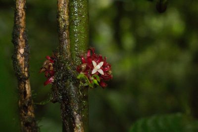 Hoffmannia congesta, photographed by Jake Rehage