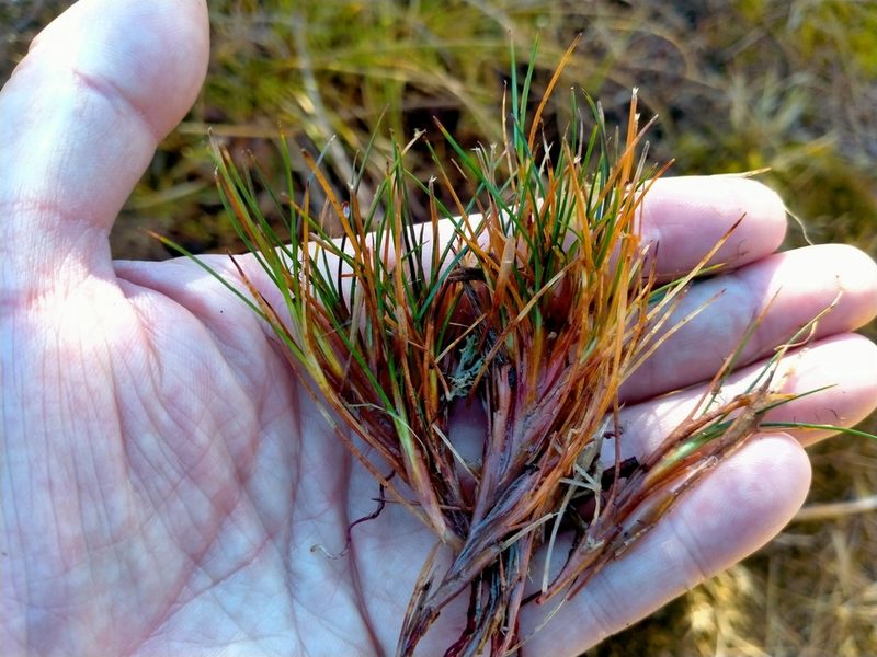 Oreobolus strictus, photographed by John Barkla