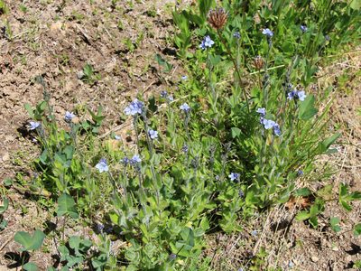 Veronica wormskjoldii, photographed by Paul McClellan