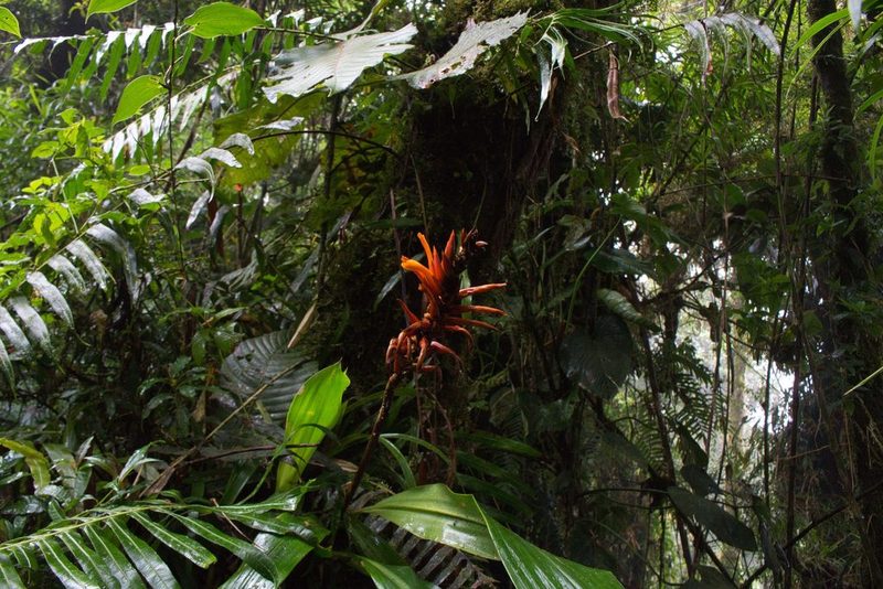 Pitcairnia brittoniana, photographed by Jake Rehage