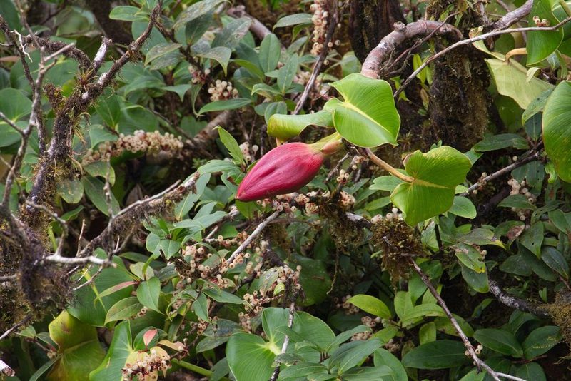 Philodendron crassispathum, photographed by Jake Rehage