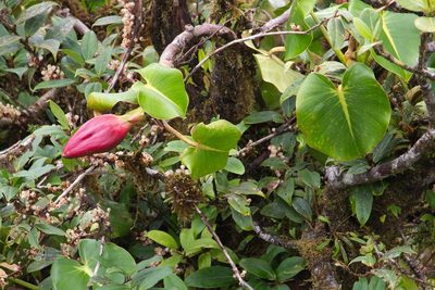 Philodendron crassispathum, photographed by Jake Rehage