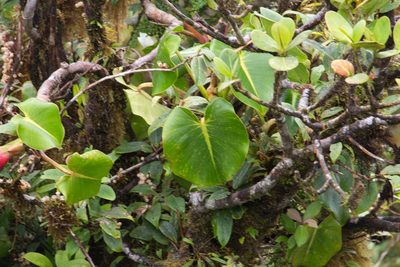 Philodendron crassispathum, photographed by Jake Rehage