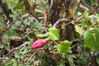 Philodendron crassispathum, photographed by Jake Rehage
