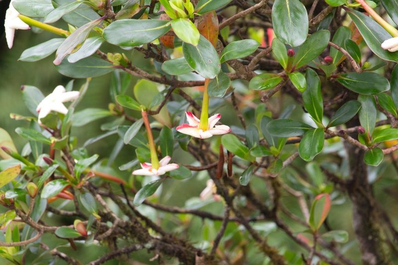 Cosmibuena valerii, photographed by Jake Rehage