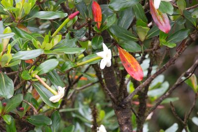 Cosmibuena valerii, photographed by Jake Rehage