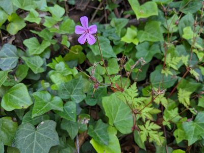 Geranium yeoi, photographed by Zac Peterson