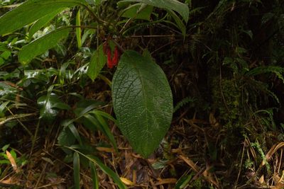 Glossoloma tetragonum, photographed by Jake Rehage