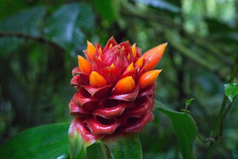 Costus montanus, photographed by Jake Rehage