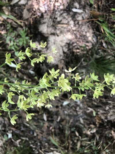 Melanthium virginicum, photographed by John Kees