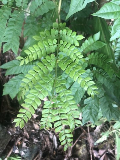 Archidendron clypearia, photographed by Smriti S.