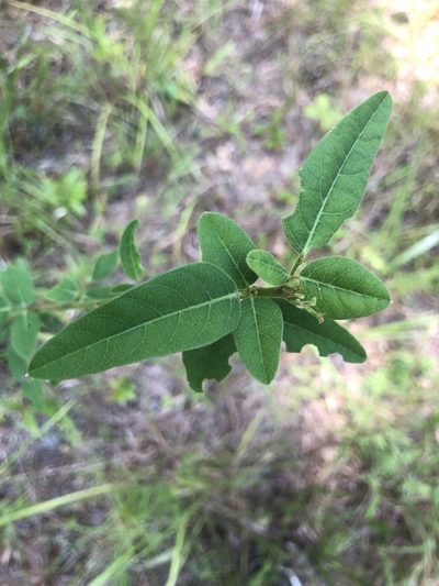 Desmodium obtusum, photographed by John Kees
