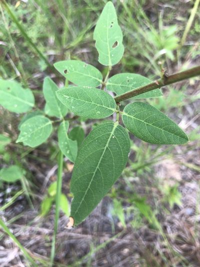 Desmodium obtusum, photographed by John Kees