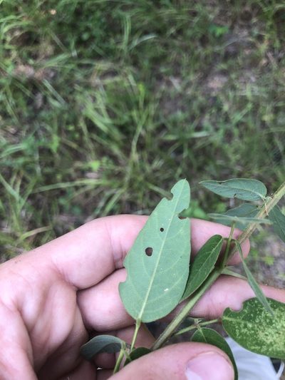 Desmodium obtusum, photographed by John Kees