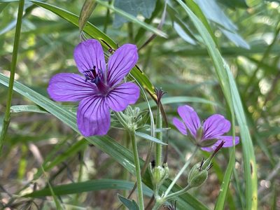 Geranium viscosissimum, photographed by Sawyer Baran