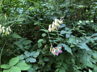 Vicia dumetorum, photographed by Pavel Kacl