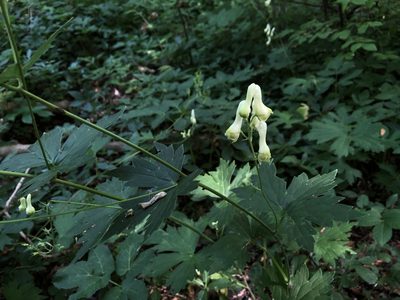 Aconitum lycoctonum, photographed by Pavel Kacl