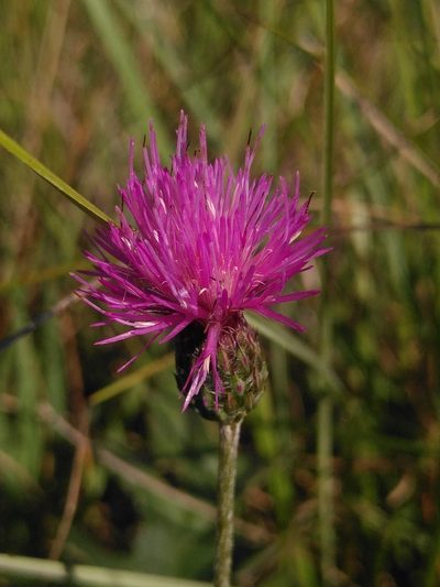 Cirsium tuberosum, photographed by Yves Bas