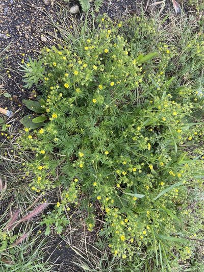 Potentilla tergemina, photographed by Maria Khoreva