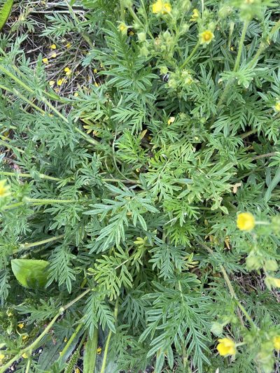 Potentilla tergemina, photographed by Maria Khoreva