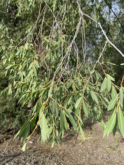Salix arbutifolia, photographed by Maria Khoreva