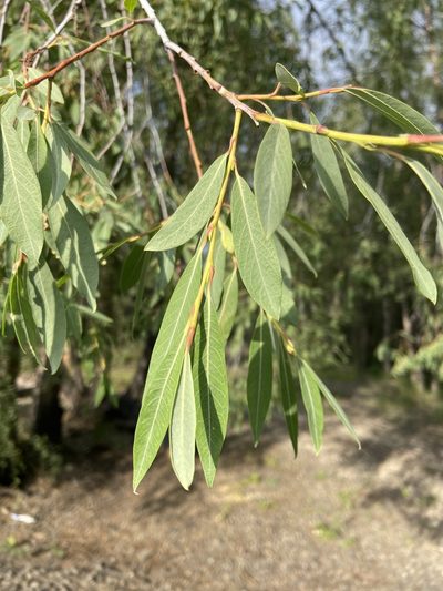 Salix arbutifolia, photographed by Maria Khoreva