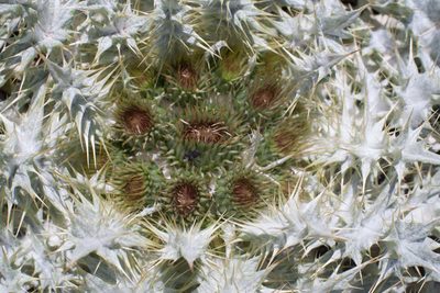 Onopordum acaulon, photographed by Tim Johnson