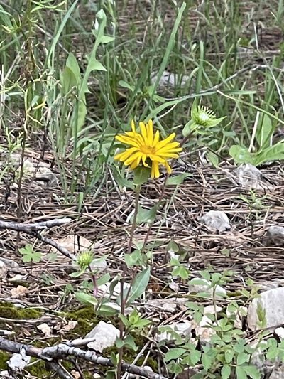 Grindelia scabra, photographed by CK2AZ