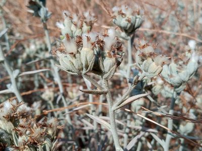 Tetradymia comosa, photographed by Daniel S.
