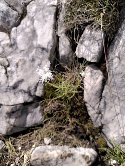 Dianthus spiculifolius, photographed by Uilleam Uir