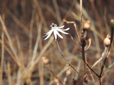 Silene portensis, photographed by Duarte Frade