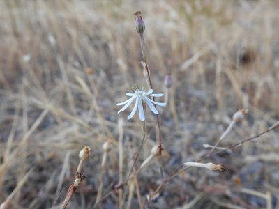Silene portensis, photographed by Duarte Frade