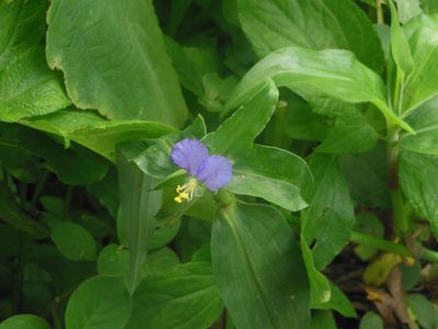 Commelina undulata